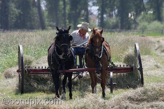 0870.jpg - Horse drawn haying in Montana