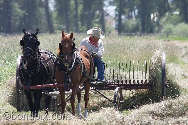 0871.jpg - The old way of haying in Montana