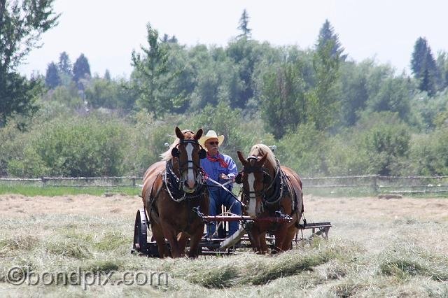 0873.jpg - Two horse team haying in Montana