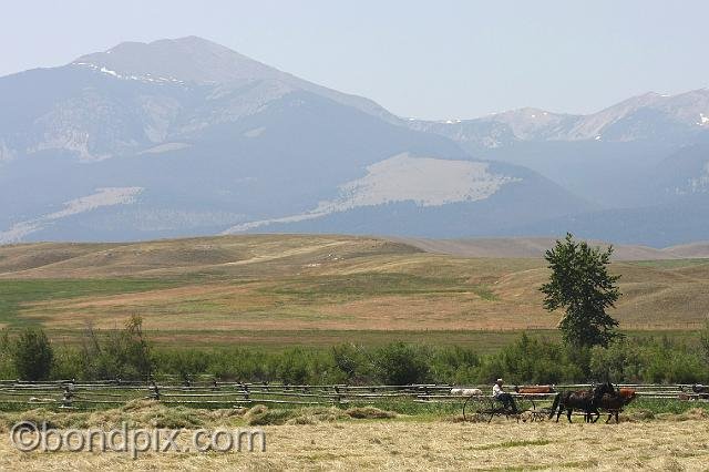 0877.jpg - Haying at the foot of Mount Powell in Montana