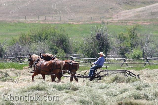 0879.jpg - Horse drawn haying in Montana