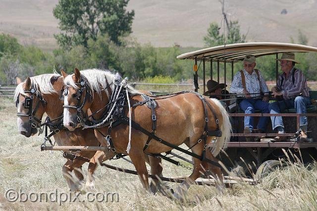 0881.jpg - Horse drawn wagon takes visitors around the Grant-Kohrs ranch in Montana