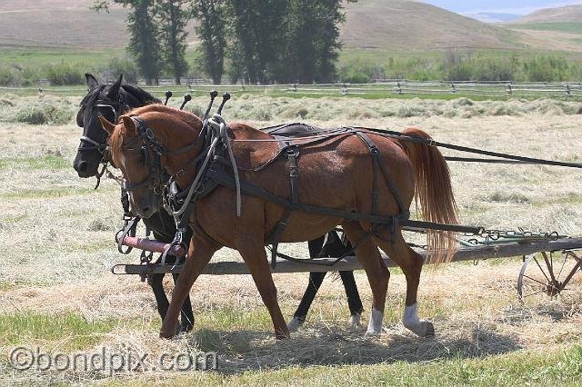 0883.jpg - Horses help with the haying