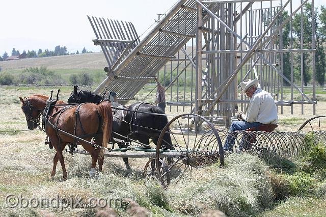 0889.jpg - Stacking hay the old fashioned way with horses and a Beaverslide