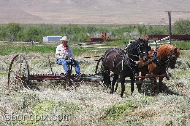 0892.jpg - Horses pull haymaking equipment