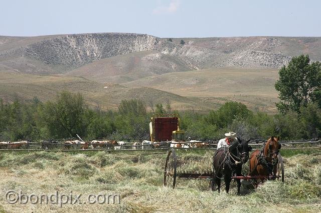 0897.jpg - Haymaking in Montana