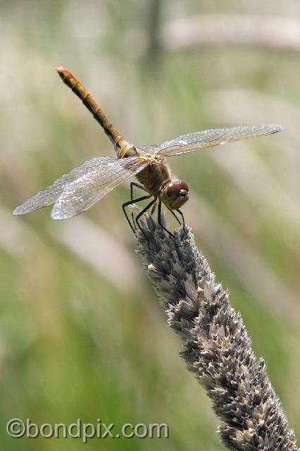 0899.jpg - A dragonfly