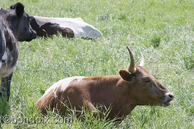 0905.jpg - Lonhorn cattle