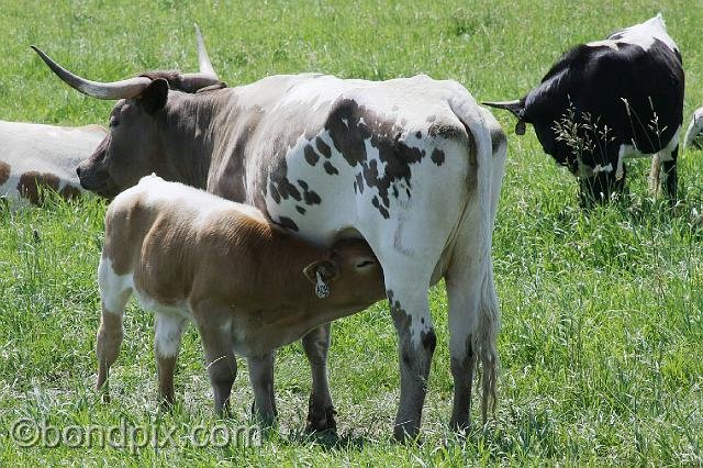 0906.jpg - Longhorn calf and cow