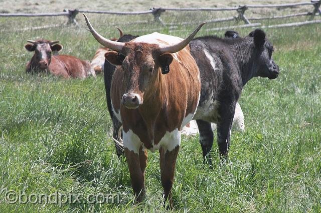 0908.jpg - Longhorn cattle