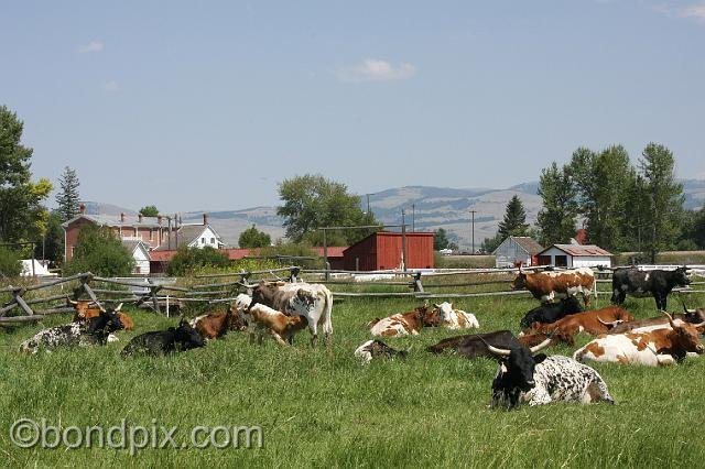 0912.jpg - Grant-Kohrs ranch buildings and cattle