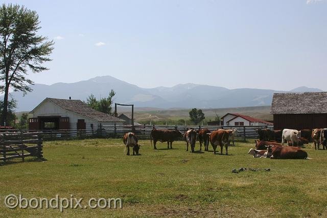 0944.jpg - Grant-Kohrs ranch buildings and cattle