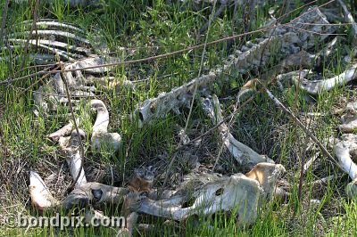 Bones from a dead animal at Warm Springs Ponds, Montana
