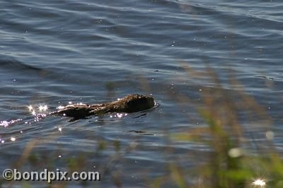 A muskrat swimming in Warm Springs Ponds, Montana