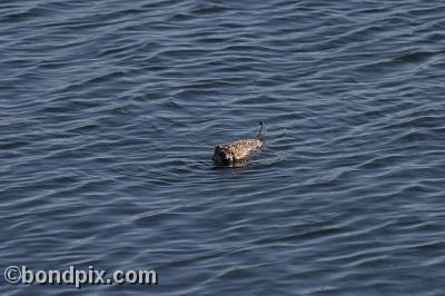 A muskrat swimming in Warm Springs Ponds, Montana