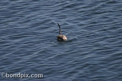 A muskrat swimming in Warm Springs Ponds, Montana