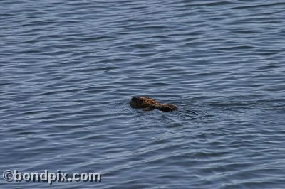 A muskrat swimming in Warm Springs Ponds, Montana