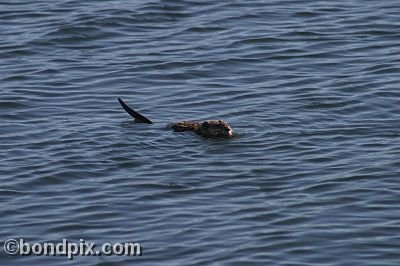 A muskrat swimming in Warm Springs Ponds, Montana