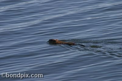 A muskrat swimming in Warm Springs Ponds, Montana