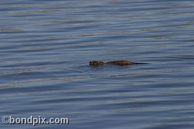 A muskrat swimming in Warm Springs Ponds, Montana