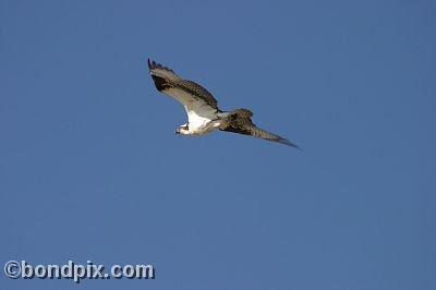 An osprey flying over Warm Springs Ponds, Montana