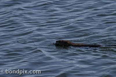 A muskrat swimming in Warm Springs Ponds, Montana