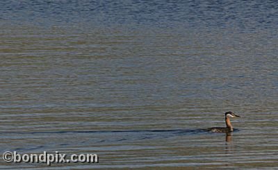 Water fowl at Warm Springs Ponds, Montana