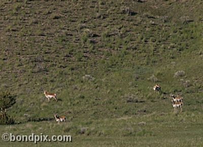 Antelope at Warm Springs Ponds, Montana