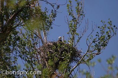 Bald Eagle at Warm Springs Ponds, Montana