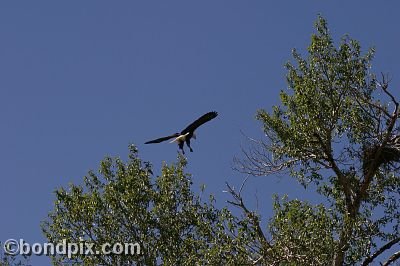 Bald Eagle at Warm Springs Ponds, Montana