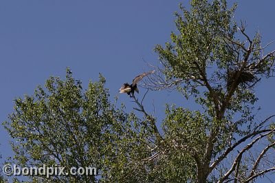 Bald Eagle at Warm Springs Ponds, Montana