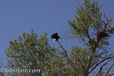 Bald Eagle at Warm Springs Ponds, Montana