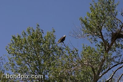 Bald Eagle at Warm Springs Ponds, Montana