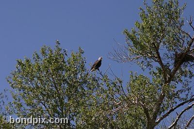 Bald Eagle at Warm Springs Ponds, Montana