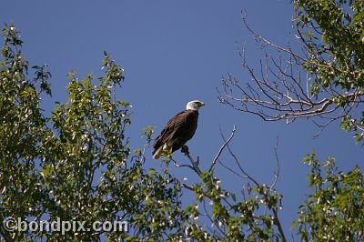 Bald Eagle at Warm Springs Ponds, Montana