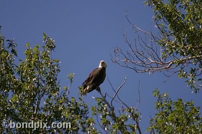 Bald Eagle at Warm Springs Ponds, Montana