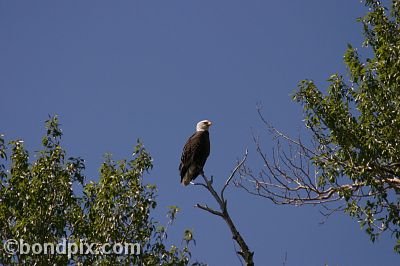 Bald Eagle at Warm Springs Ponds, Montana