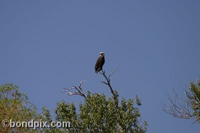 Bald Eagle at Warm Springs Ponds, Montana