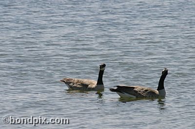 Geese on Warm Springs Ponds, Montana