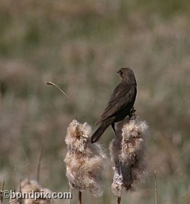 Bird at Warm Springs Ponds, Montana