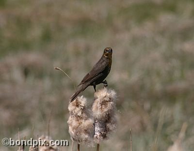 Bird at Warm Springs Ponds, Montana