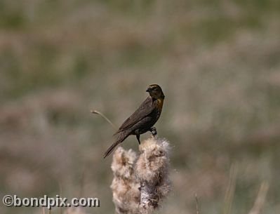 Bird at Warm Springs Ponds, Montana