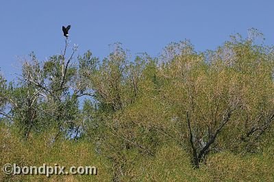 Bald Eagle at Warm Springs Ponds, Montana