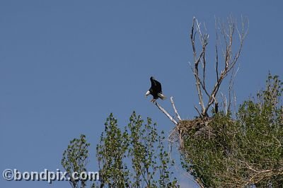 Bald Eagle at Warm Springs Ponds, Montana