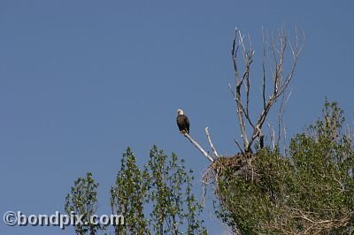 Bald Eagle at Warm Springs Ponds, Montana