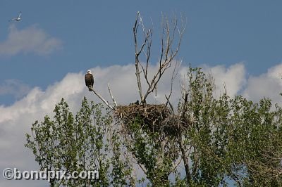 Bald Eagle at Warm Springs Ponds, Montana