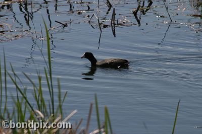 Water fowl at Warm Springs Ponds, Montana