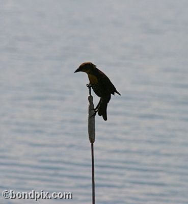 Bird at Warm Springs Ponds, Montana