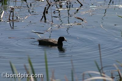 Water fowl at Warm Springs Ponds, Montana