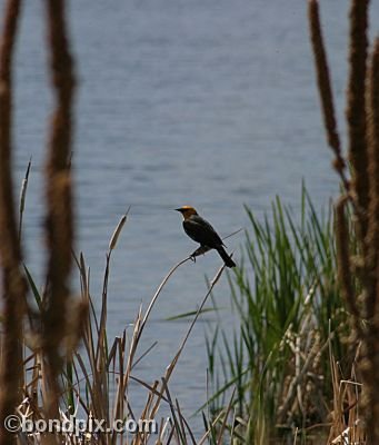 Bird at Warm Springs Ponds, Montana